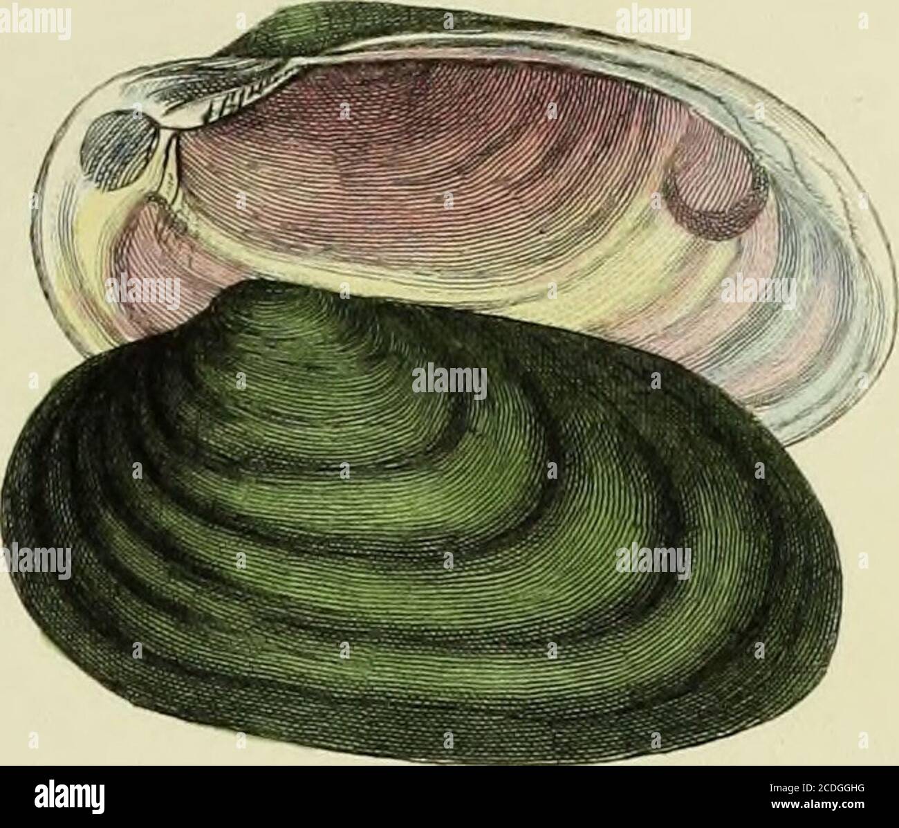 . Illustrationen der Konchologie von Großbritannien und Irland . in diesem Fluss. In den schottischen Flüssen wird diese Schale noch gelegentlich um der eingeschlossenen Perlen willen gefischt; und es wird gesagt, daß die Perlen, welche die schottischen Krähen schmücken, einheimische und hauptsächlich vom Fluß Tay sind. Für einen Bericht über die Bildung von Perlen, siehe Encyclopaedia Britannica, Vol. VI. Artikel Conchology, Seite 481. Abb. 2. UNIO piCTOKUM. Unio Pictorum, Browns MSS. Mya pictorum, Mo-Test. Brit. S. 34 – Bromn in Ency. Brit. vi. S. 405.- Fen. Brit. Zoot. iv. pi. 43, Abb. 17 – Linn. TR. viii. S. 38. Mya ovalis, Don Stockfoto