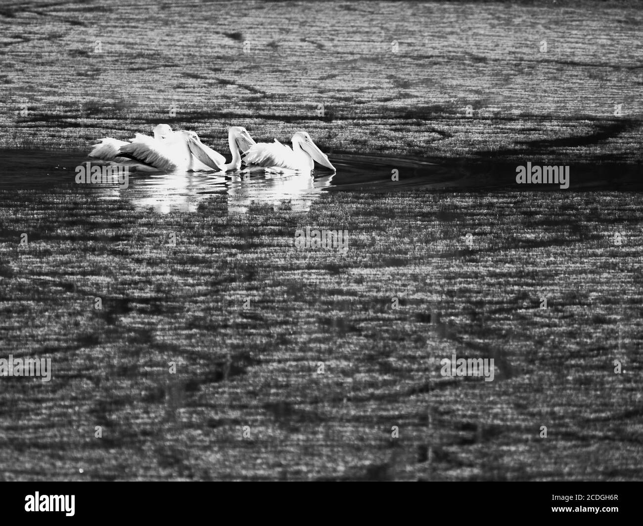 The Woodlands TX USA - 02-07-2020 - Great White Pelicans In Green Pond in B&W Stockfoto