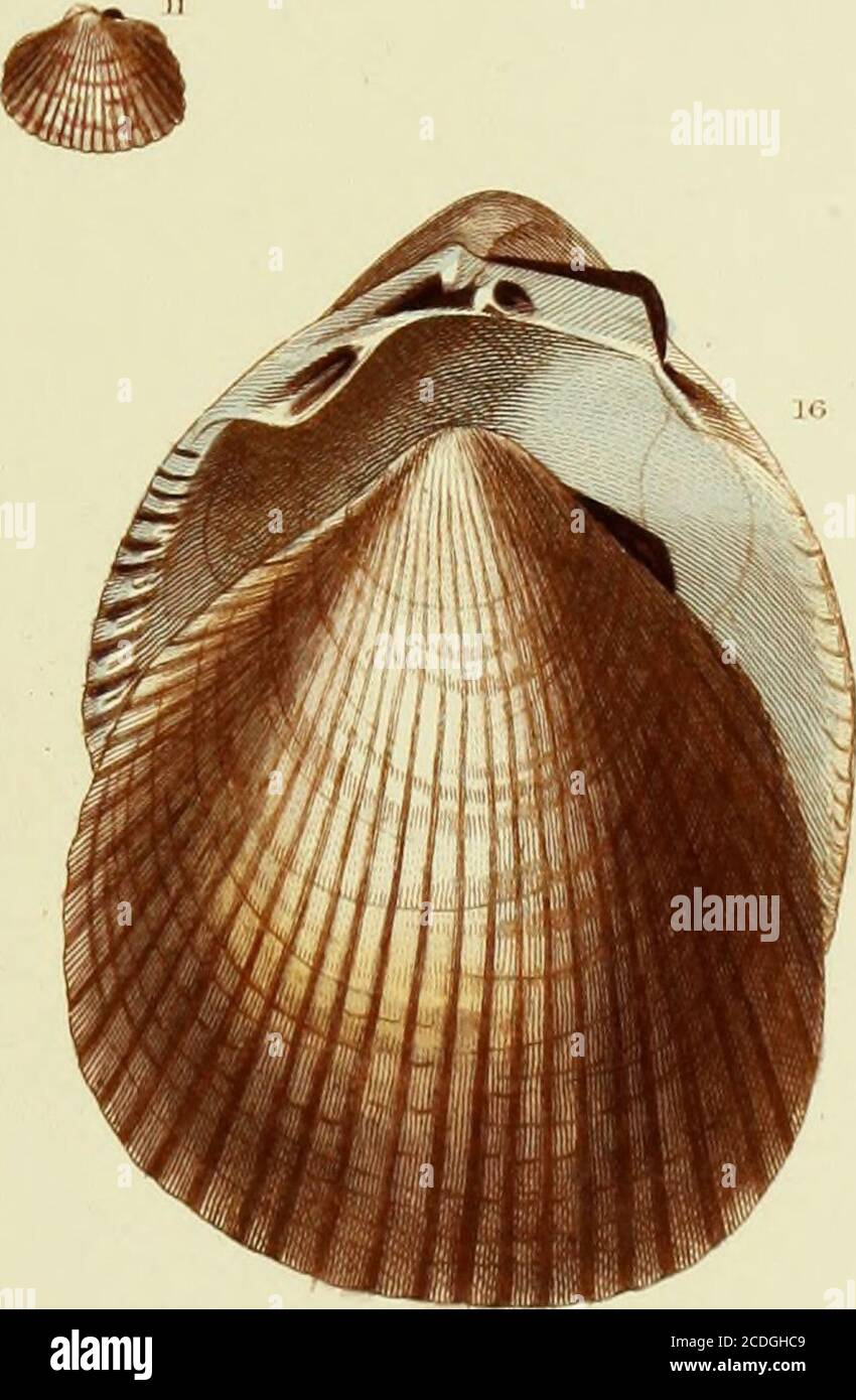 . Illustrationen zur Konchologie von Großbritannien und Irland. A,.n ^/»/ /y it://. /.isi-J-y i:UX,/-urch. PLATTE XXIII. ISOCARDIA COR. IsocARSiA-Kor. Lam. Syst, VI. partie ii. S. 30. Aus Bear Haven, Irland; im Kabinett von Dr. Goodalls.Chama cor, Mont. Test. Brit. S. 134. – Mat. Und Rack, in Lin, TR, viii. S. 90. – Donov. Brit. SH. pi. 134,-Billrv. Kat. S. 212. PLATTE XXIV. ISOCARDIA COR. JPLATE 2 5. Stockfoto