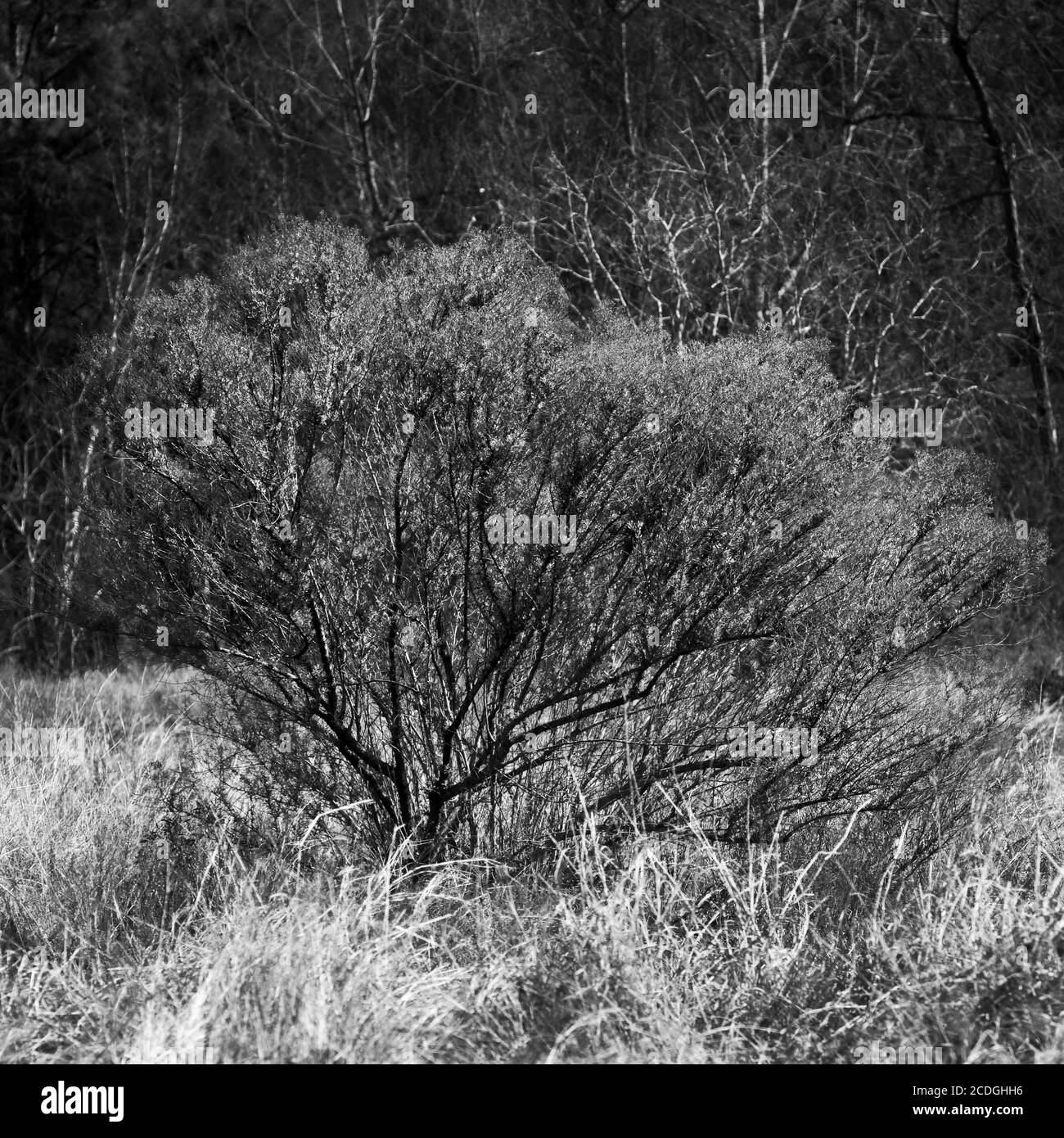 The Woodlands TX USA - 02-07-2020 - Green Bush in Ein Trockengras-Feld in S&W Stockfoto