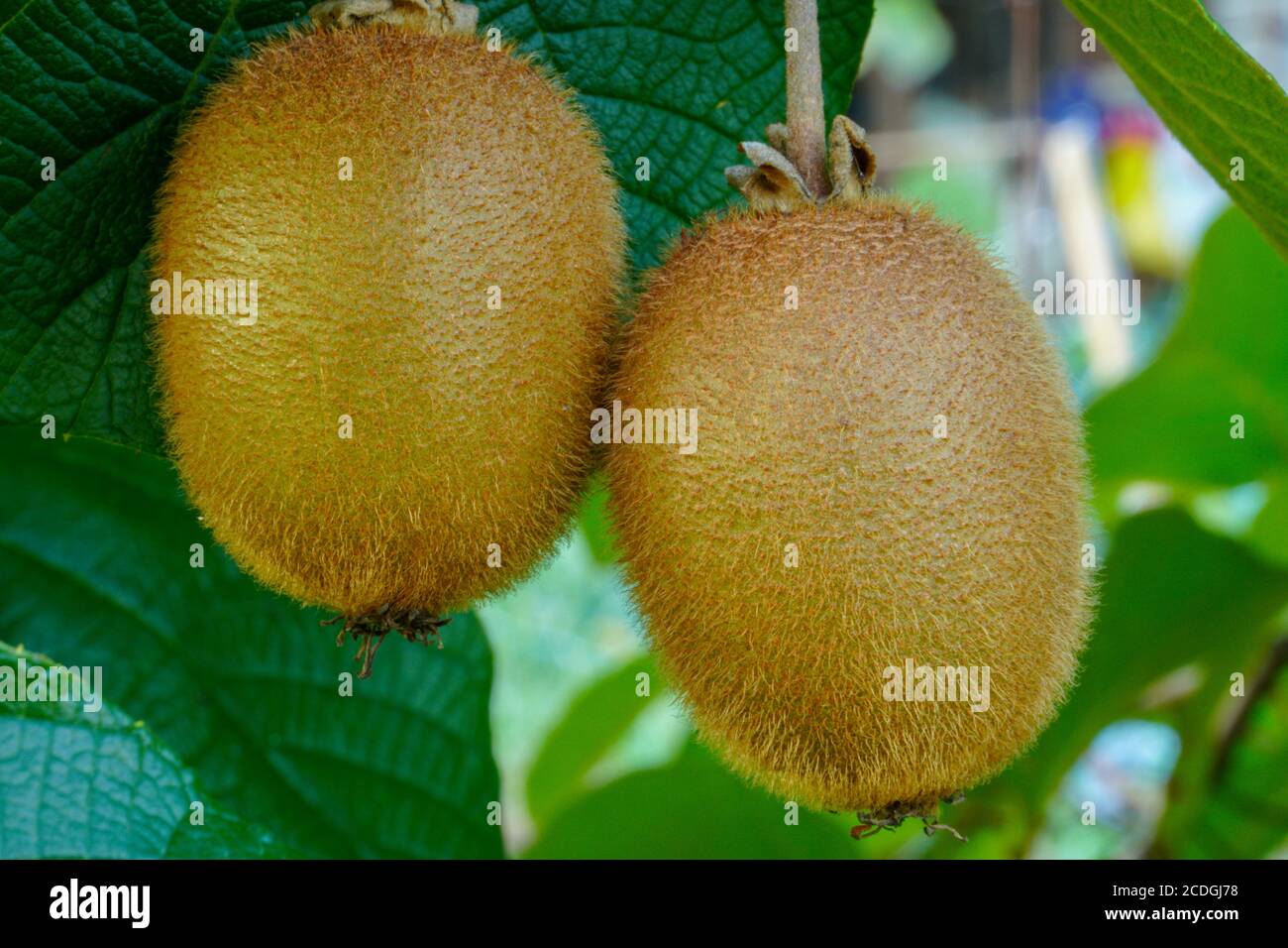 Kiwi auf einem Ast Stockfoto
