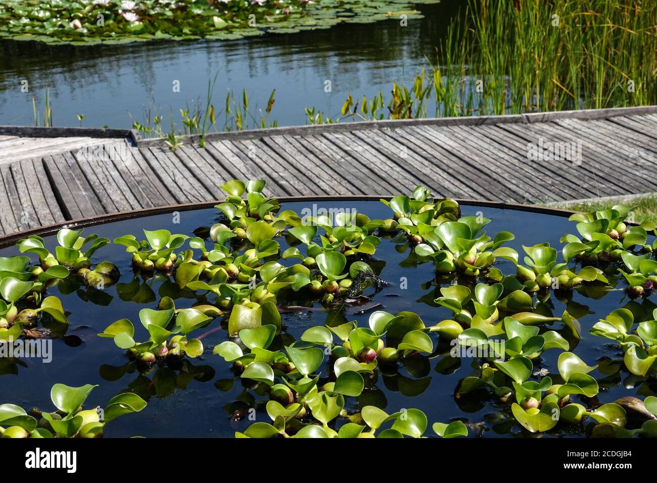 Wasserhyazinthe, schwimmende Pflanze wächst in einem Wasserbehälter, Pfad Holzweg um den Garten Teich Weg Gehweg Stockfoto
