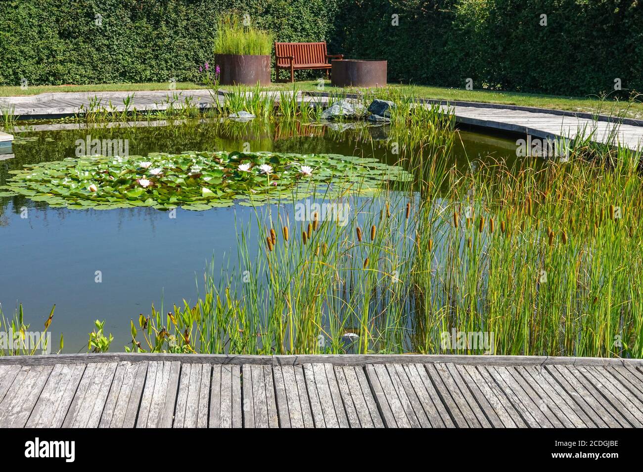 Eine Zone der Ruhe und Stille, Wasserpflanzen, die um den Gartenteich wachsen, dekorative Schilfwasserlilien, Holzpfadbank Stockfoto