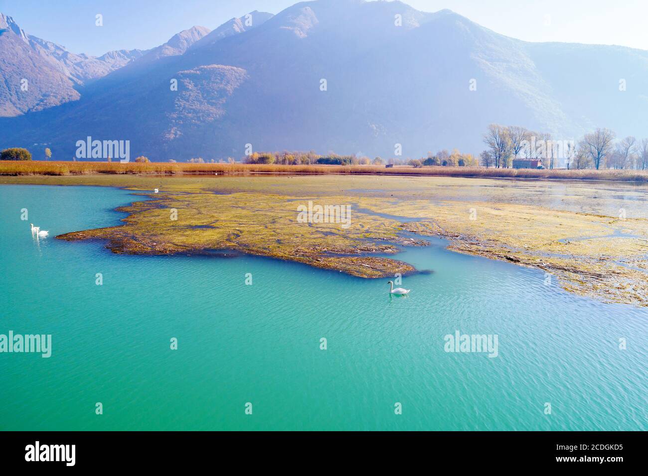 Naturschutzgebiet Pian di Spagna - Valtellina (IT) - Herbstliches Luftaufnahme mit Royal Swans Stockfoto