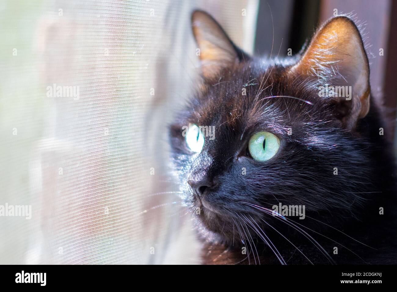 Nahaufnahme des Kopfes einer niedlichen schwarzen Katze Mit grünen Augen Stockfoto