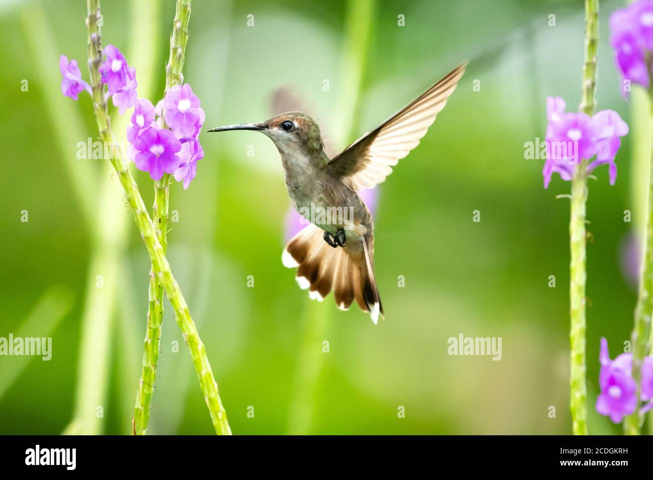 Eine weibliche Ruby Topaz Kolibri Fütterung in einem Vervain Patch, Kolibri im Flug, Vogel in der Natur, tropische Vogel und Blumen, tropischen Garten Stockfoto
