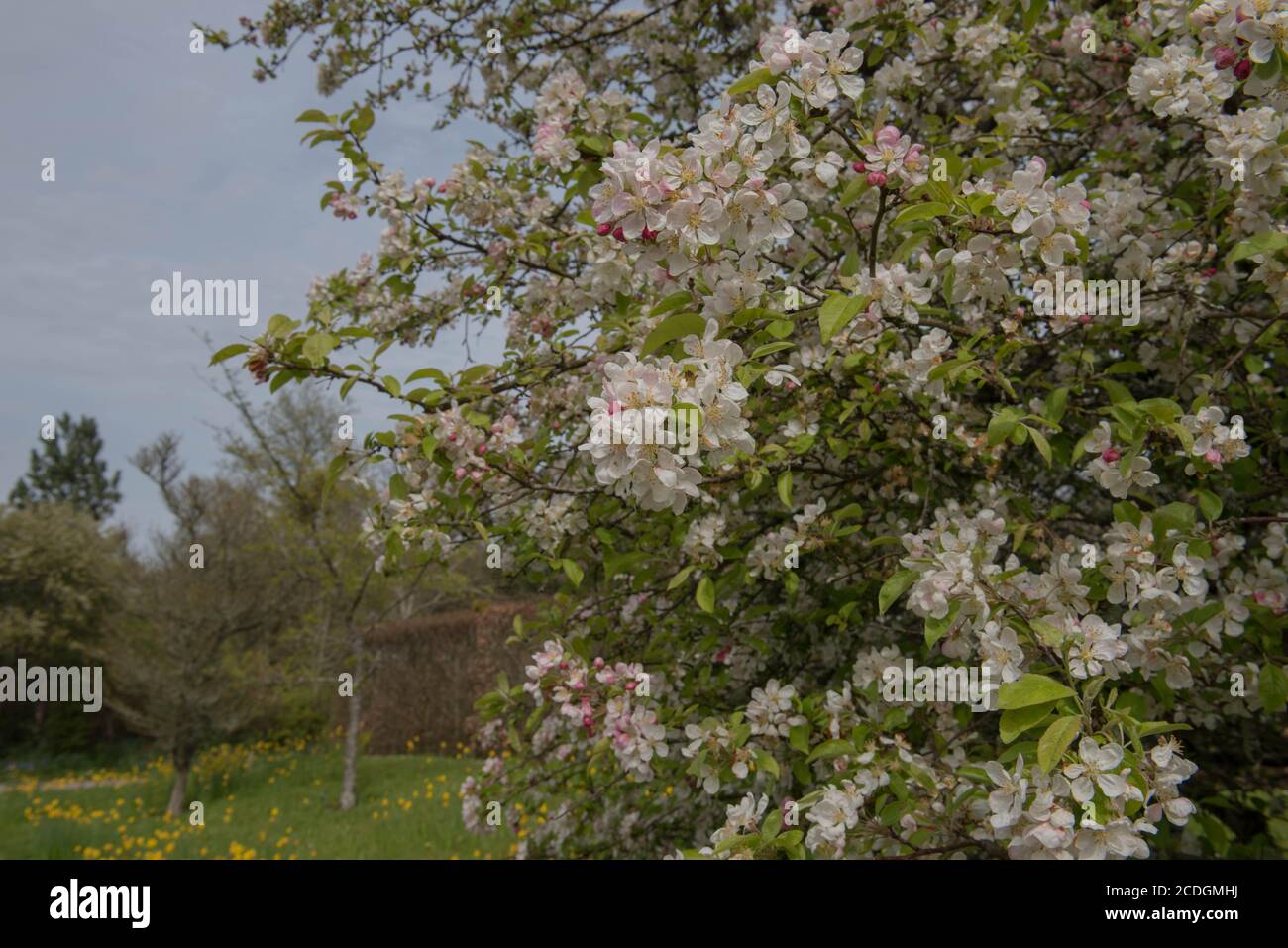 Blühende Frühlingsblüte eines Krabbenapfelbaumes (Malus 'Evereste') wächst in einem Landhausgarten in Rural Devon, England, Großbritannien Stockfoto