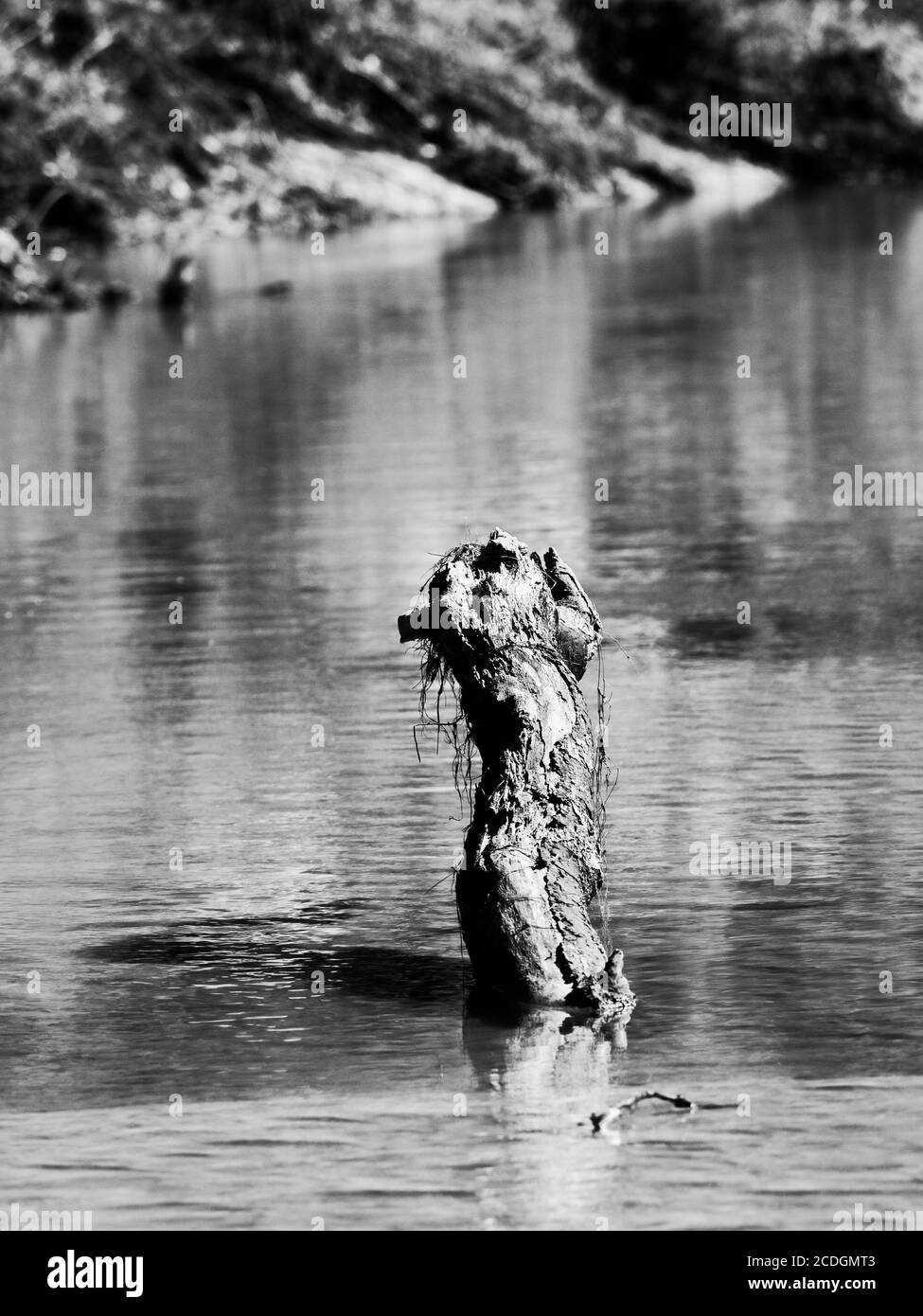 The Woodlands TX USA - 01-20-2020 - Log in the Fluss in B&W Stockfoto