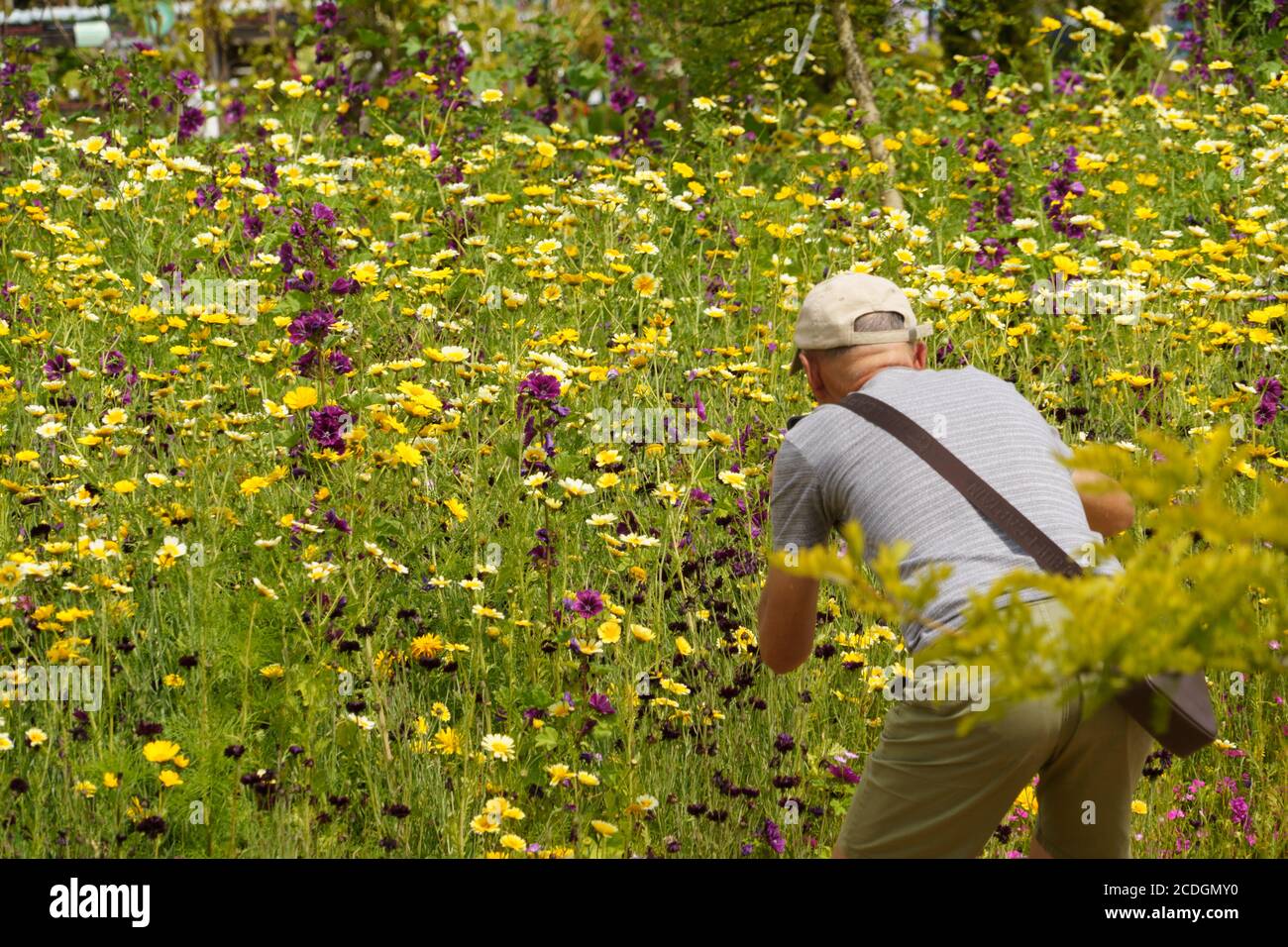 Fotograf, der ein Bild von einem großen Blumenbett voller einer riesigen Vielfalt wilder Sommerblumen gemacht hat. Harrogate, North Yorkshire, England, Großbritannien. Stockfoto