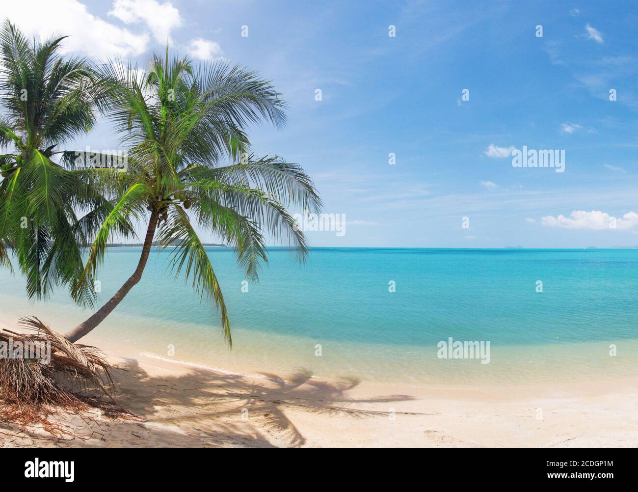 Panorama tropischen Strand mit Kokospalmen Stockfoto