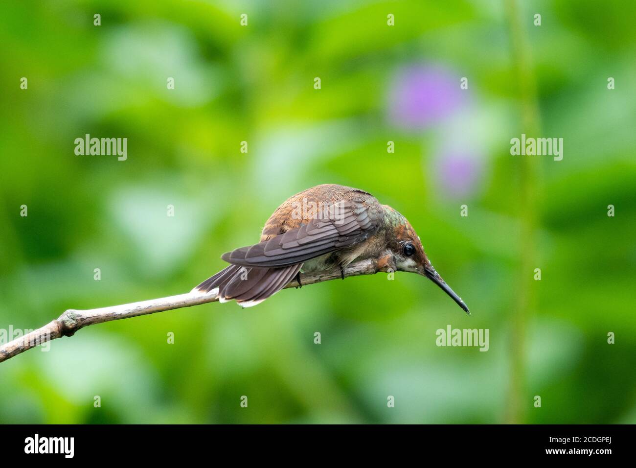 Eine junge Ruby Topaz Kolibri in einer defensiven Haltung bereit, ihren Barsch zu verteidigen. Ein Vogel in freier Wildbahn. Kolibri in einem Garten Stockfoto