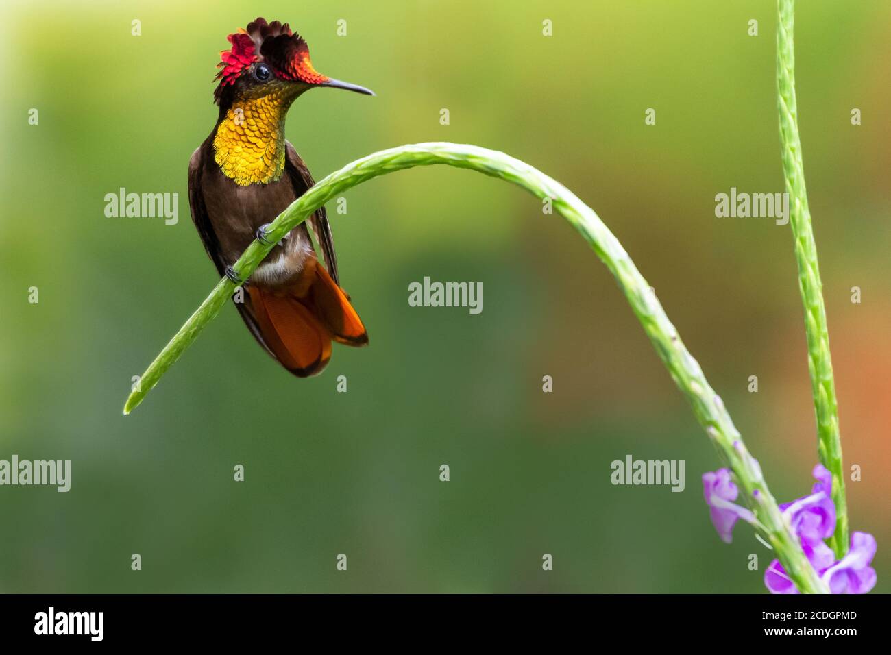 Ein Ruby Topaz Kolibri, der in einem violetten Vervain-Fleck steht. Kolibri und Blumen. Vogel im Garten. Kolibri mit natürlicher Umgebung. Stockfoto