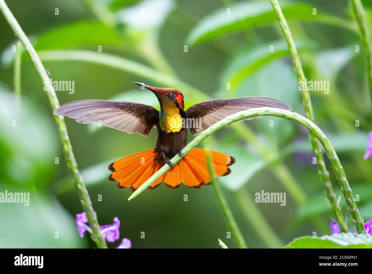 Ein Ruby Topaz Kolibri, der in einem violetten Vervain-Fleck steht. Kolibri und Blumen. Vogel im Garten. Kolibri mit natürlicher Umgebung. Stockfoto