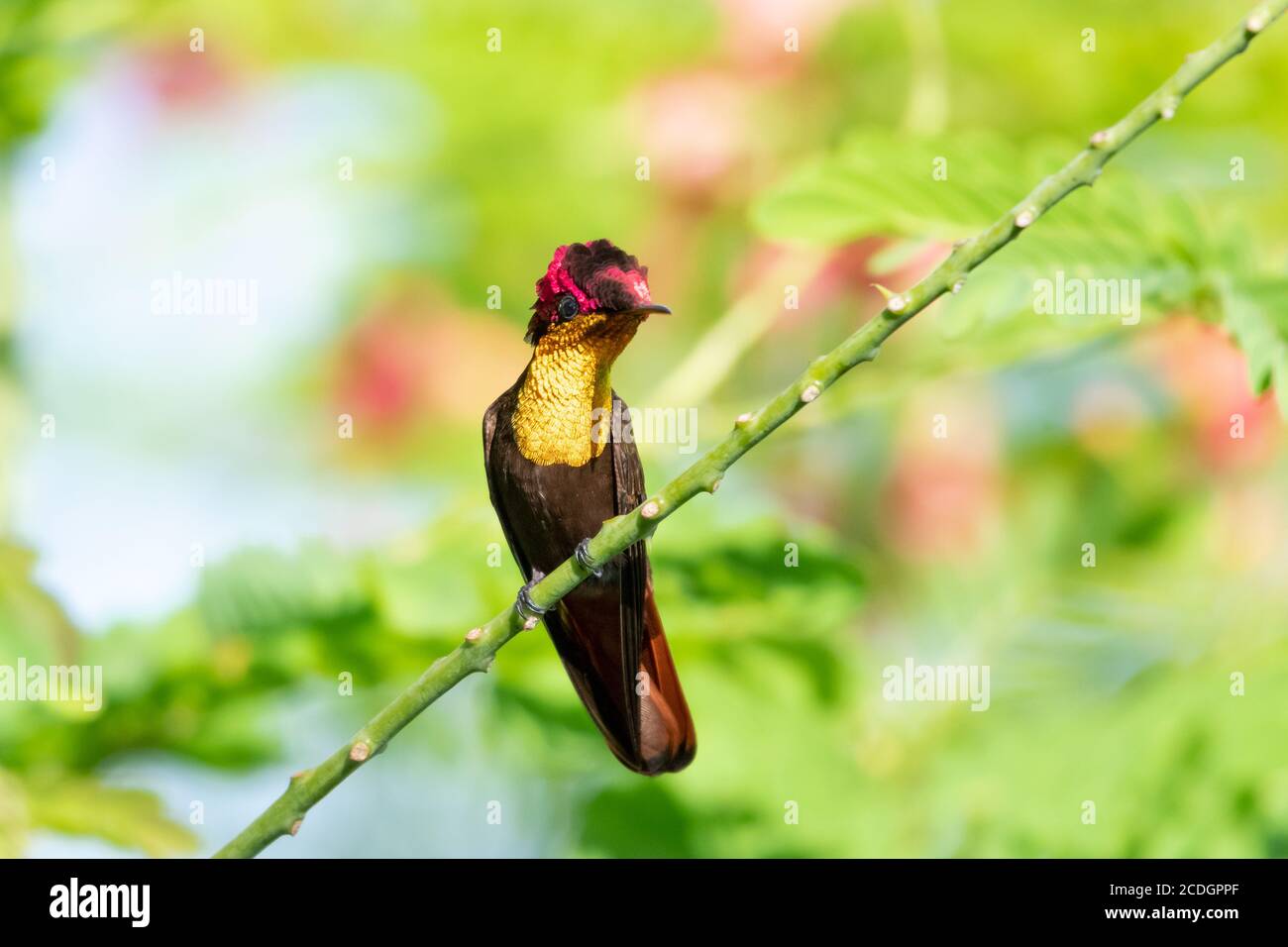 Ein Ruby Topaz Kolibri, der in einem Stolz von Barbados Baum steht. Vogel im Garten. Kolibri in natürlicher Umgebung. Stockfoto