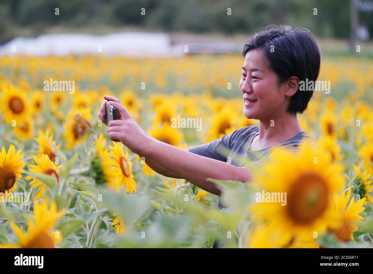 (200828) -- HARBIN, 28. August 2020 (Xinhua) -- Leng Juzhen fotografiert Sonnenblumen im Dorf Xiaonanhe im Bezirk Raohe, nordöstlich der Provinz Heilongjiang, 17. August 2020. In diesem Jahr ist Leng Juzhen das fünfte Jahr als Beamter, das Xiaonanhe zur Unterstützung der Armutsbekämpfung zugewiesen wurde. Durch die Bemühungen von Leng und anderen Dorfbeamten haben alle von Armut betroffenen Haushalte in Xiaonanhe 2018 die Armut abgeschütteln. In den letzten Jahren hat Leng die Dorfbewohner dazu gebracht, den ländlichen Tourismus und landwirtschaftliche Produkte wie Chilisauce, käfigfreie Hühner und Eier zu entwickeln. Im Jahr 2019, Xiaon Stockfoto