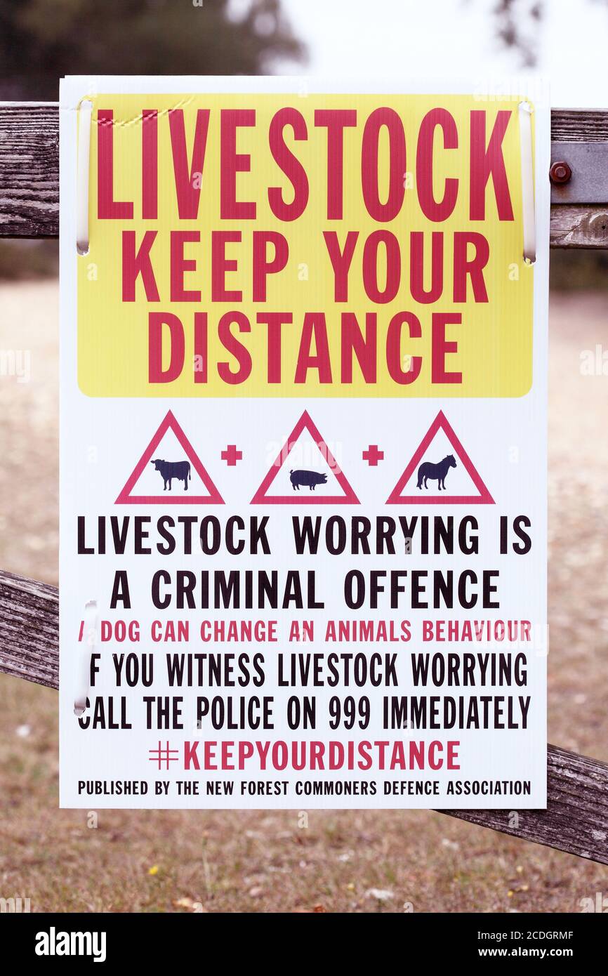 Vieh Halten Sie Ihre Distanz kein Vieh beunruhigende Zeichen Stockfoto