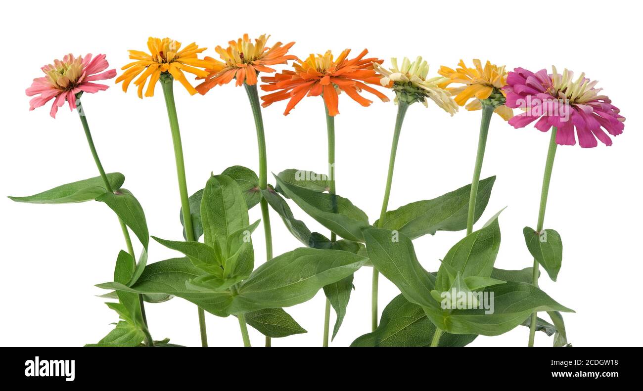 Blumen Zinnia Grenze Stockfoto