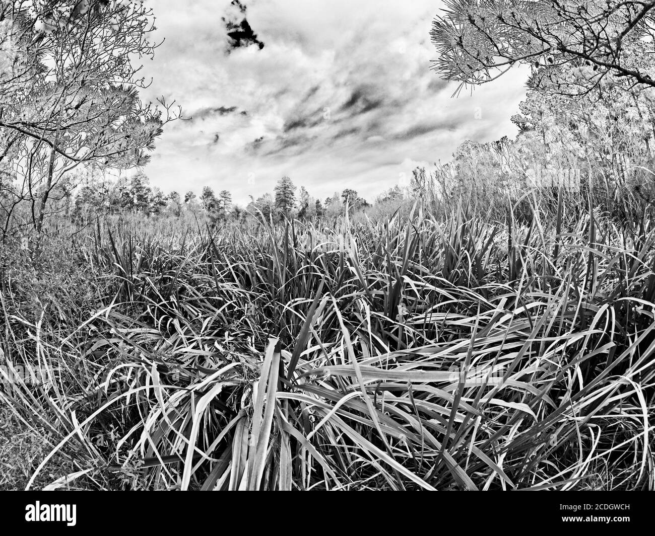 The Woodlands TX USA - 01-09-2020 - Wasserpflanzen und Himmel in Schwarzweiß Stockfoto