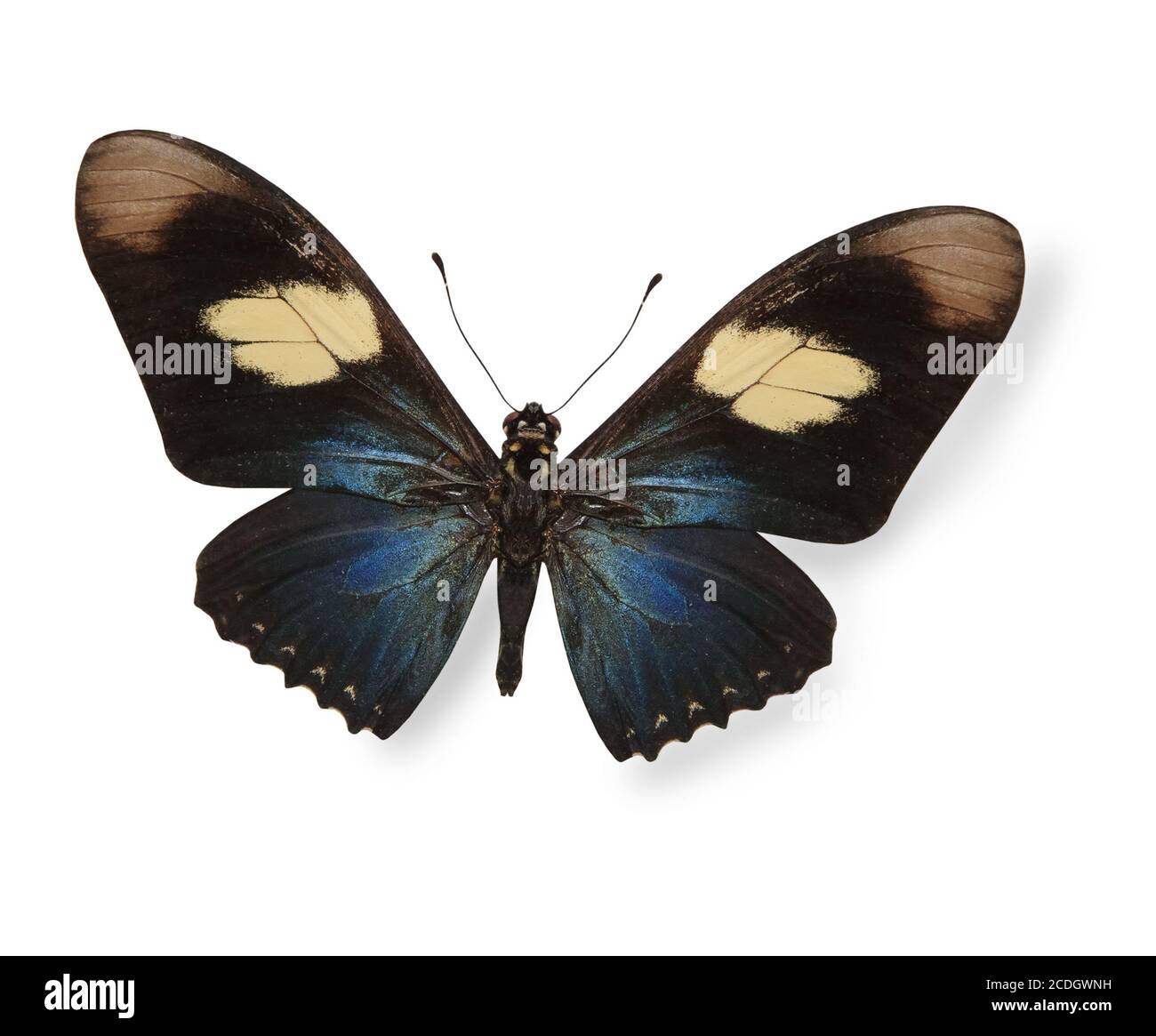 Dunkel blaue und schwarze Schmetterling isoliert auf weiss Stockfoto