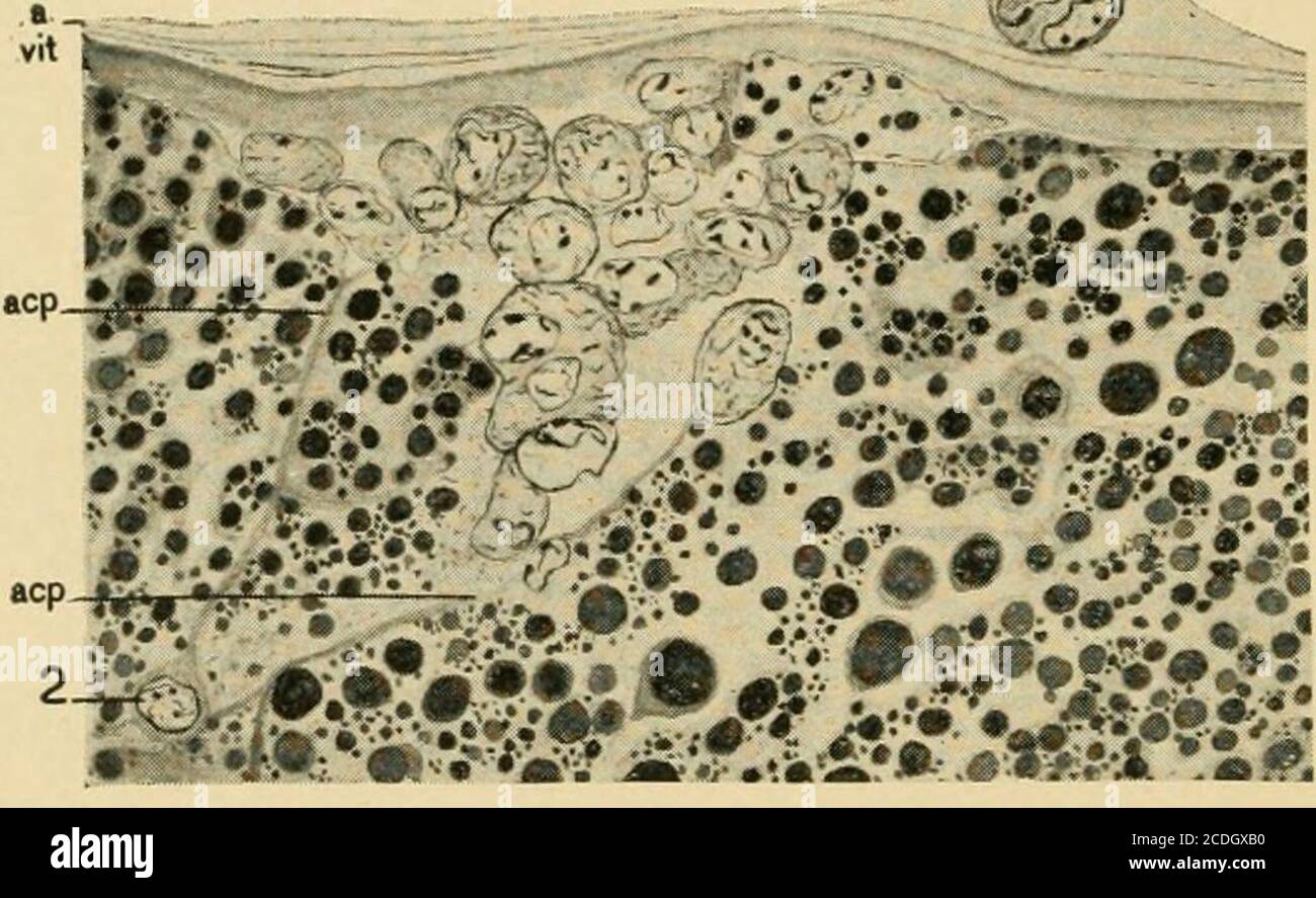 . Journal of Morphology . sind in einem Medium, wo jeder von ihnen, die der erfolgreiche Malepronukleus wird nach der Vereinigung mit dem weiblichen Vorkern zu teilen. Daher können die überzähligen Spermien in der Eizelle Cytoplasma teilen. Die beisassengleiche Spaltung der Selachier und Vögel Qgg ist sicherlich vergleichbar mit der Teilung befruchteter Enukleatfragmente des Seeigel- oder Nemertianeiers. Inwandernde follikuläre Zellen. - Harper (04) illustriert aninwandernde follikuläre Zelle. (Harper, 04, PI. II, eig. J i). Ich habe eine große Anzahl von Zellen in der Perivitellin Flüssigkeit in der Eizelle I dargestellt gefunden Stockfoto