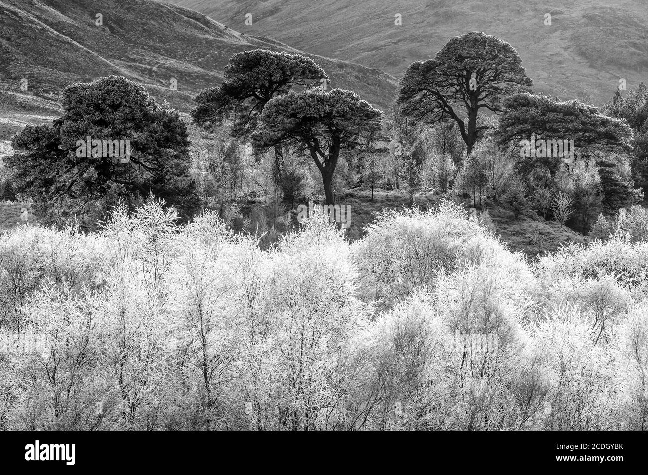 Bäume bedeckt mit Reif, Highlands, Schottland Stockfoto