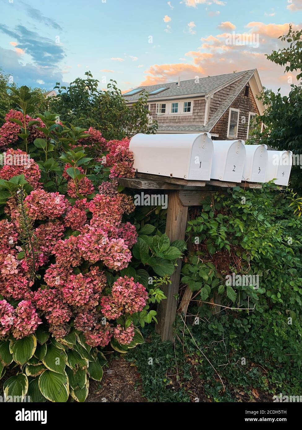 Hortensien und Briefkästen im Vordergrund eines Küstenhauses Haus im Stil Stockfoto