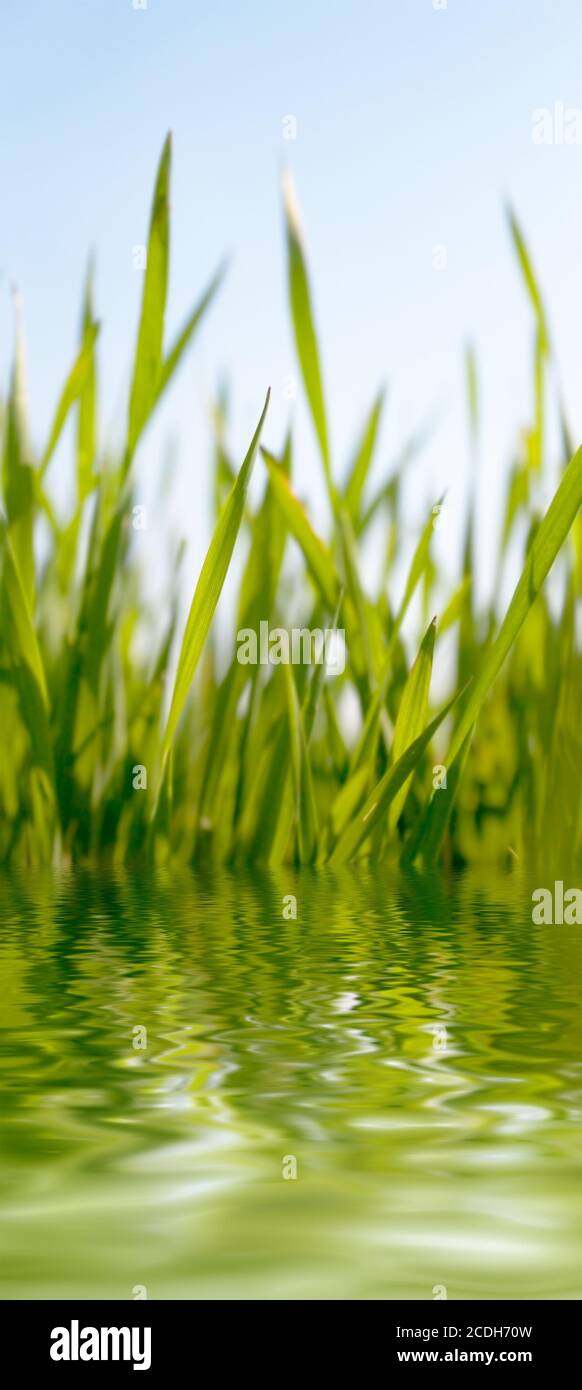 Saftiges grünes Gras wächst in der Nähe des Wasserteiches Stockfoto