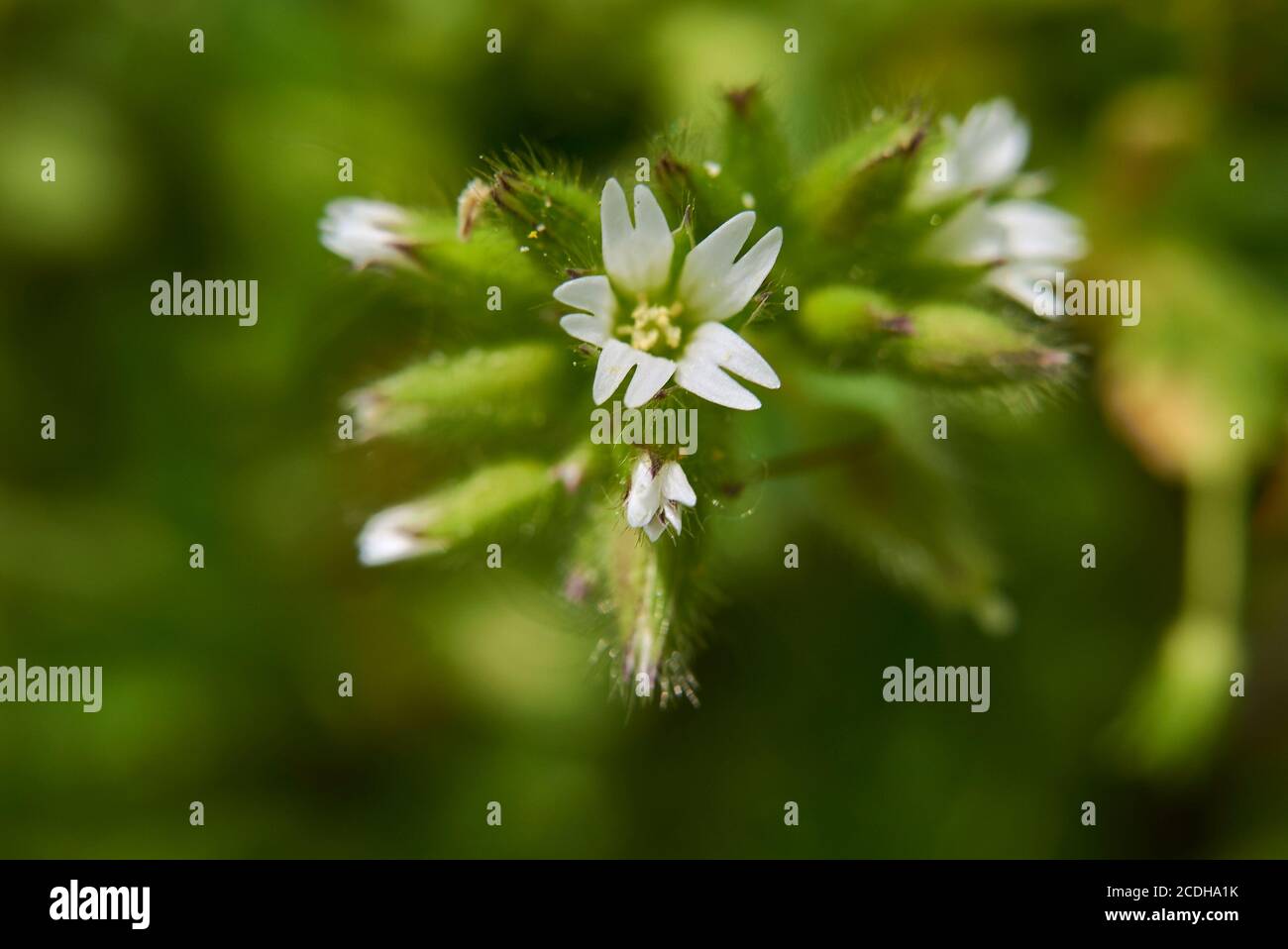 Cerastium fontanum weiße Blume aus nächster Nähe Stockfoto