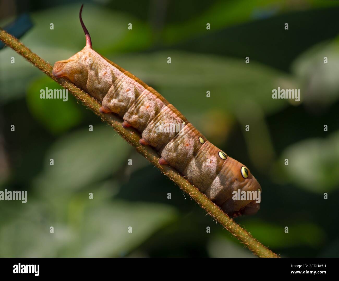 Braune raupe -Fotos und -Bildmaterial in hoher Auflösung – Alamy
