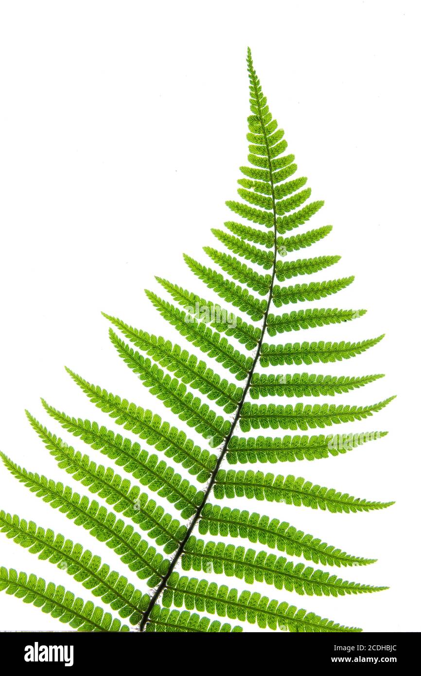 Das zart geschwungene grüne Blatt des Farns Dryopteris Wallichiana vor einem rein weißen Hintergrund Stockfoto