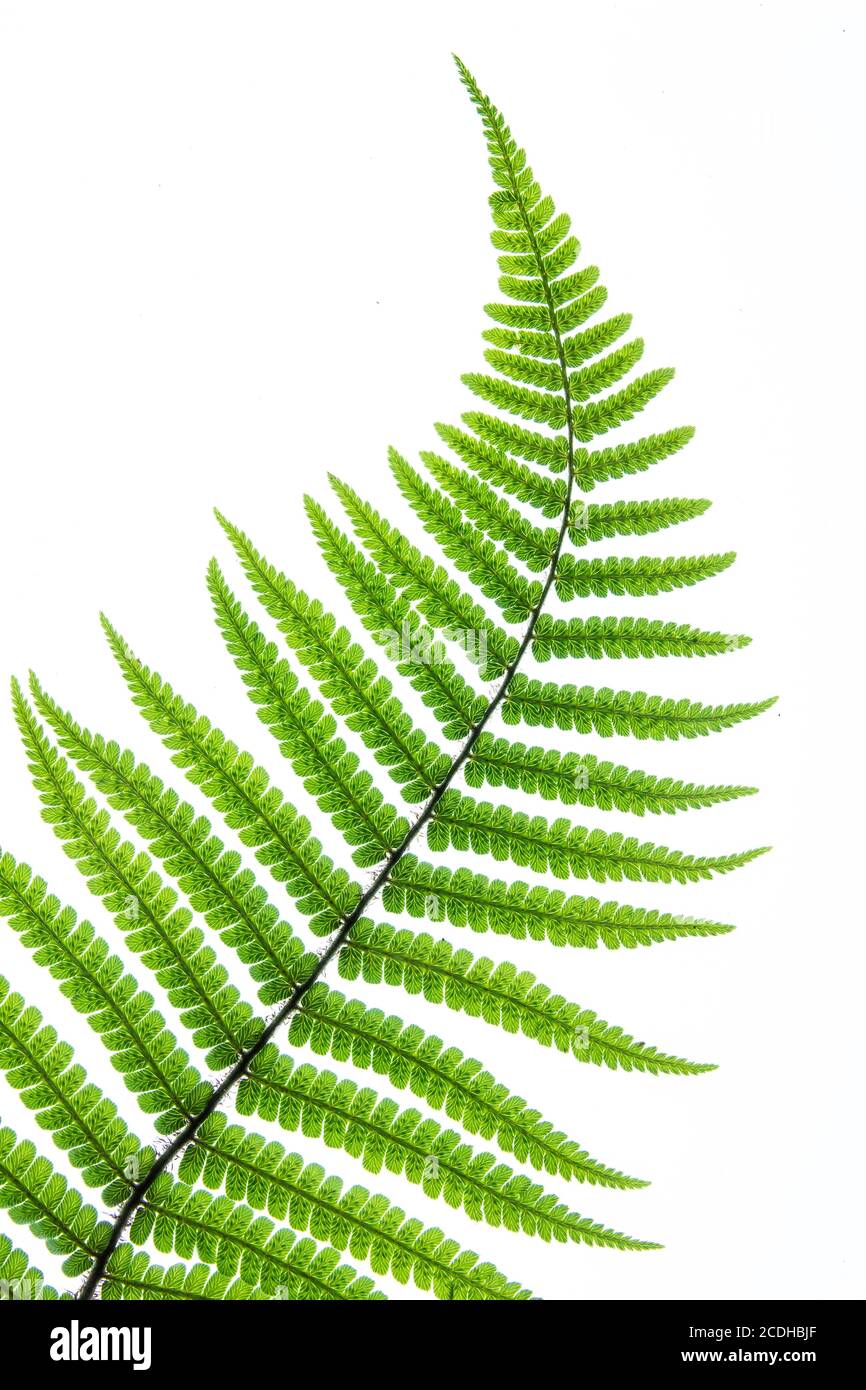 Das zart geschwungene grüne Blatt des Farns Dryopteris Wallichiana vor einem rein weißen Hintergrund Stockfoto