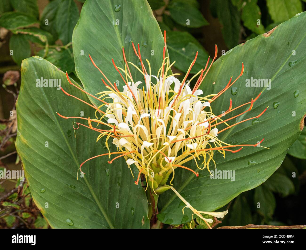 Der weiße Rasierpinsel wie Blütenkopf von Hedychium ellipticum (Steinlilie) Stockfoto