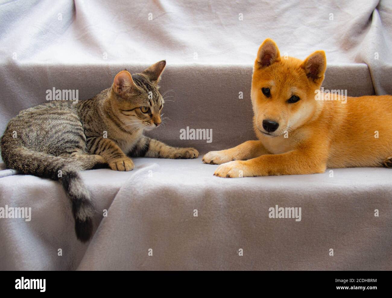 Zwei Freunde shiba inu Welpe und tabby Katze Stockfoto