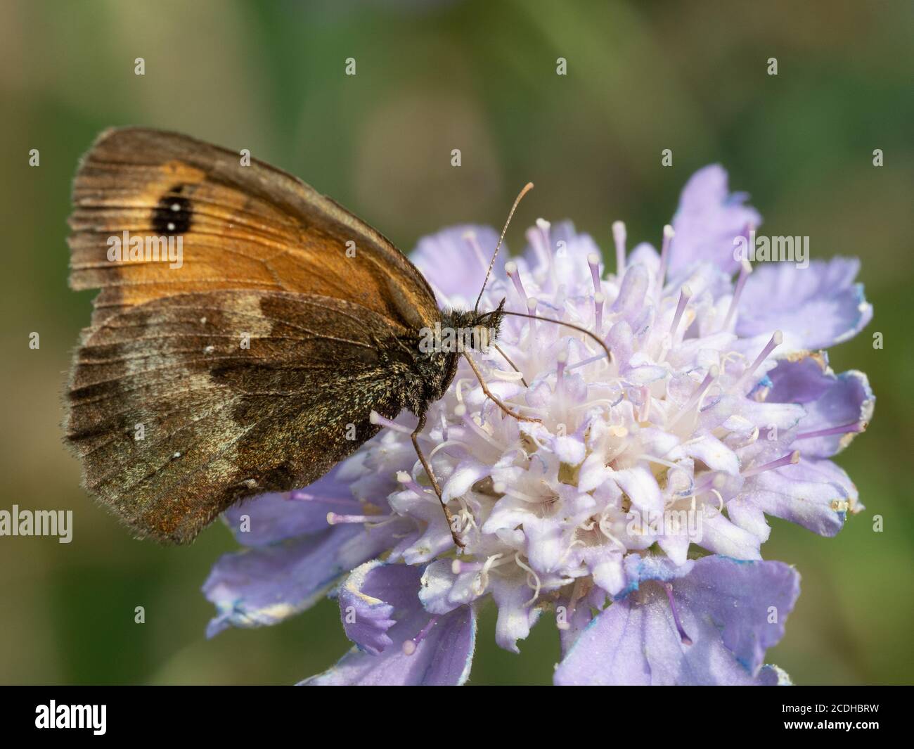 Ein brauner Schmetterling (Maniola jurtina) Fütterung auf einer pulverblauen Scabiosa graminifolia Blume mit ihren Flügel gefaltet Stockfoto