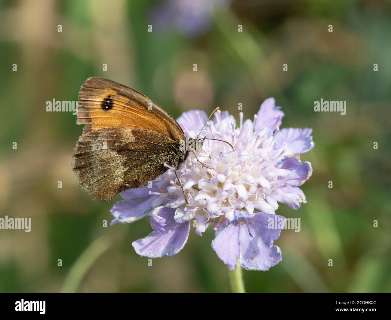 Ein brauner Schmetterling (Maniola jurtina) Fütterung auf einer pulverblauen Scabiosa graminifolia Blume mit ihren Flügel gefaltet Stockfoto