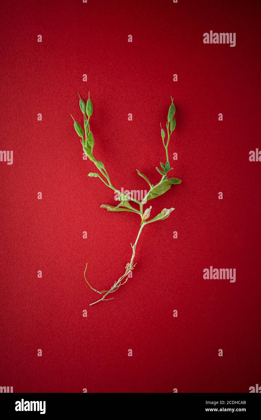 Teil einer Pflanze auf rotem Hintergrund Stockfoto