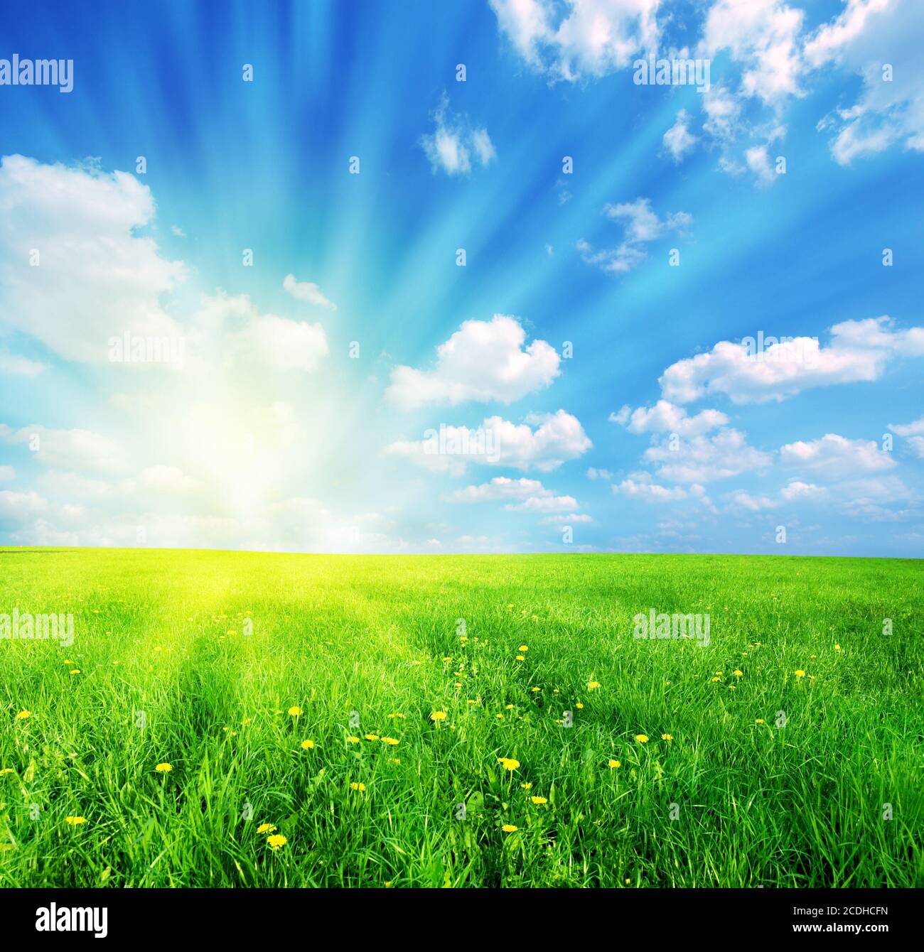 Grünes Gras und blauen sonnigen Himmel Frühling Landschaft. Perfekt für Hintergründe Stockfoto