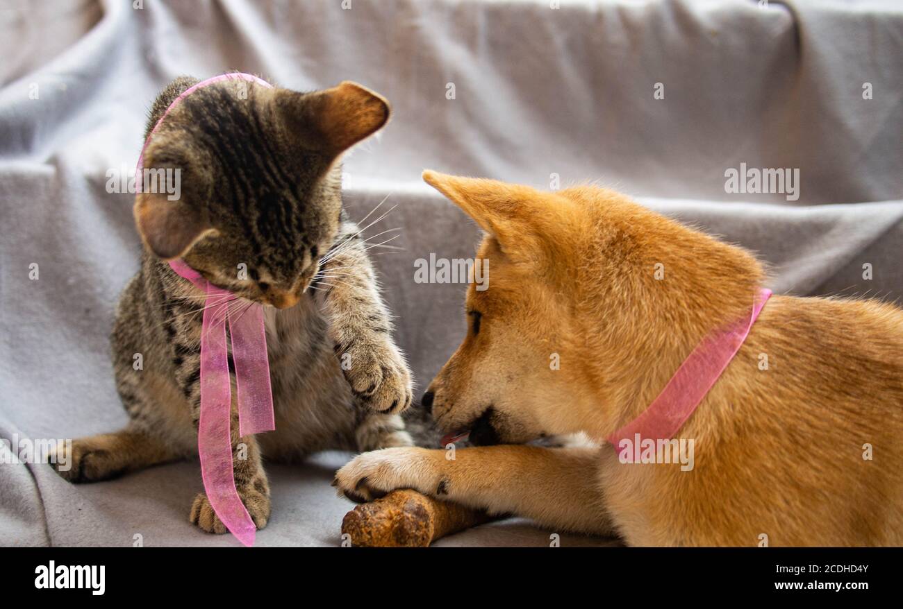 Shiba Inu Welpe sieht aus wie ein kleiner Fuchs Stockfoto