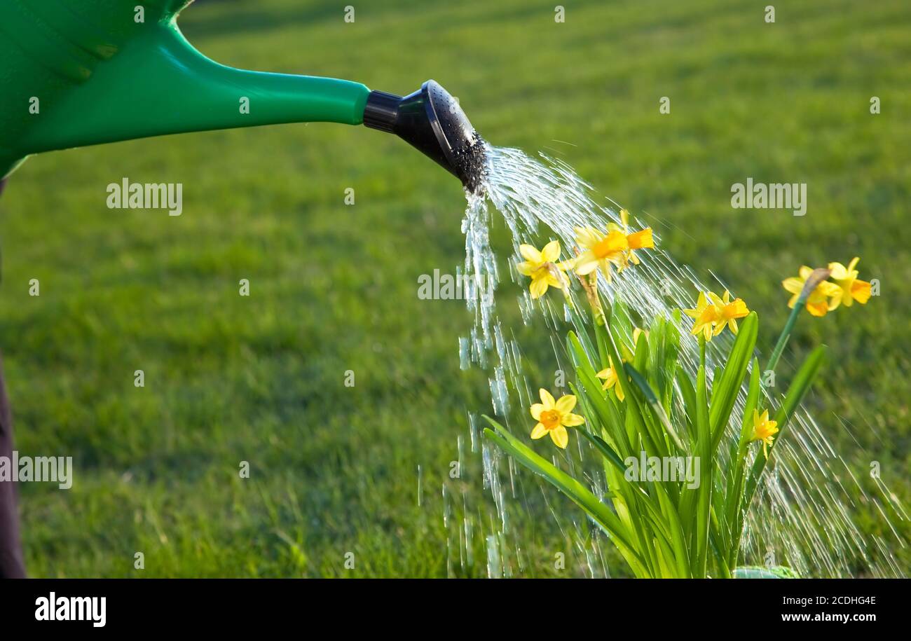 Die Bewässerung der Blumen im Garten Stockfoto