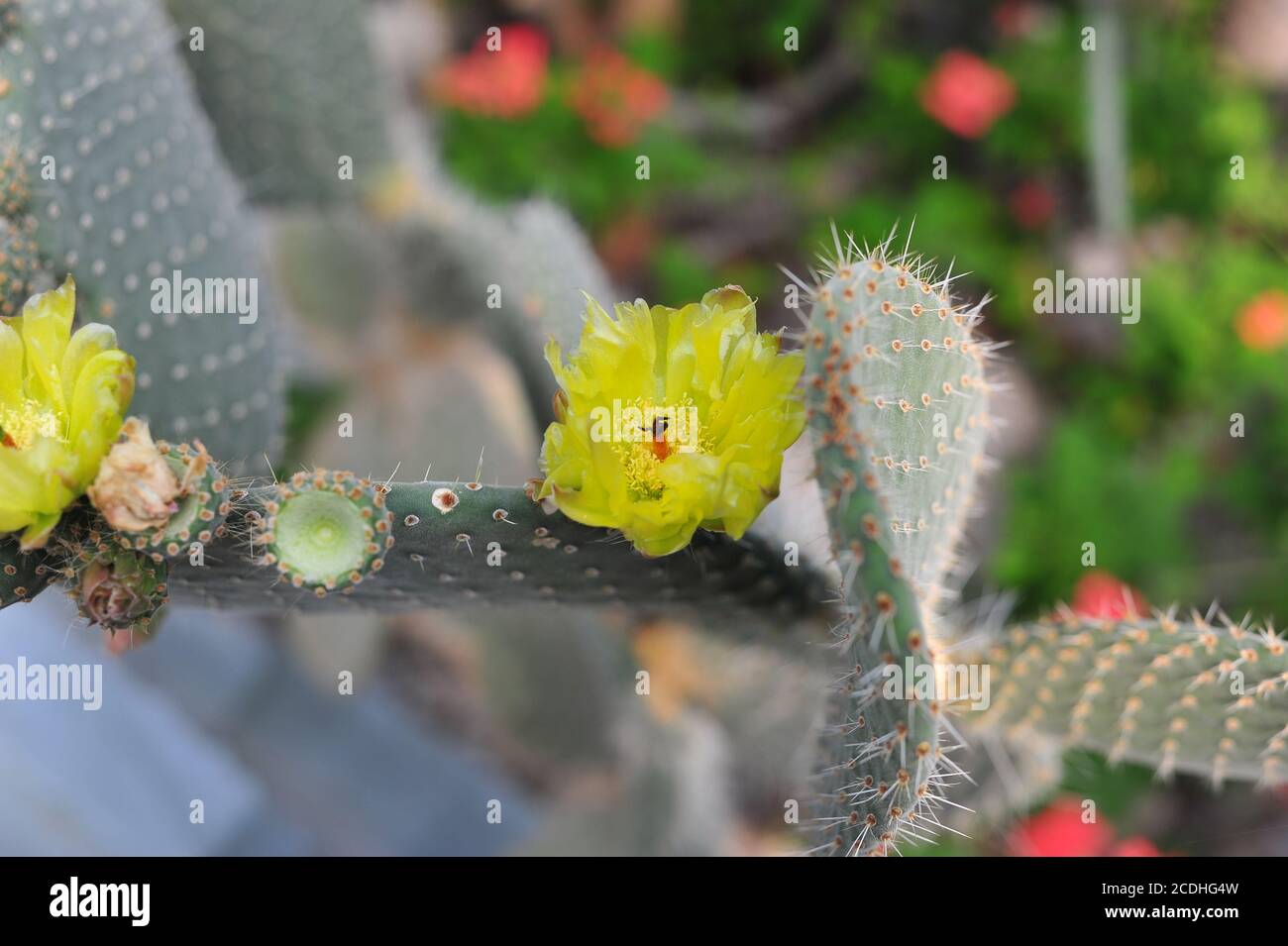 Foto eines blühenden Kaktus mit hübschen gelben Blüten in Nahaufnahme im botanischen Garten. Stockfoto