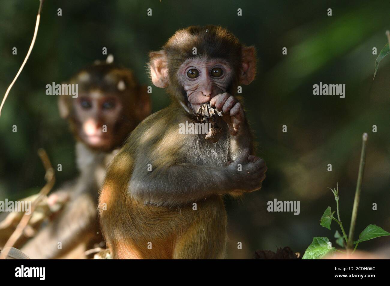 Baby Monkey posiert für EIN Foto Stockfoto