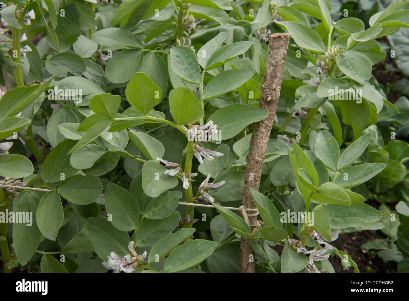 Ernte von selbst angebauten Bio-Saubohnen 'Witkiem Manita' Pflanzen (Vicia faba) wächst auf einer Zuteilung in einem Gemüsegarten in Rural Devon, England, Großbritannien Stockfoto