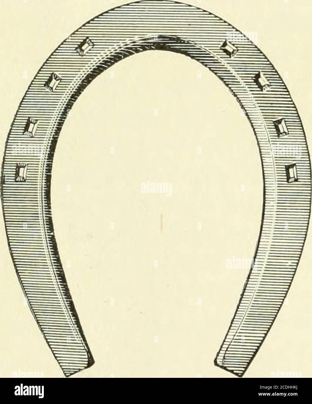 . Ein Lehrbuch zum Hufeisen, für Hufeisen und Tierärzte. Das Schuh- und Tliehorn. Ein Clinch ist ausreichend lang, wenn er dem ^ndth des Nagels an diesem Punkt entspricht. Es ist von Vorteil, ein Schuhbnck oder Fußhocker zu verwenden, der die Nägel auf den vorderen Hufen anschießt. Die Hinterhufe können in den Händen verwinkelt werden. Dann sollte das Pferd herausgeführt und wieder bewegt werden, um zu sehen, ob das neue Schuhgehen tatsächlich das erreichte, was gewünscht wurde. Schließlich sollte Tlie entirehoof eine dünne Schicht Hufsalbe gegeben werden. 132 HUFEISEN. K. Horseshoes mehr oder weniger mangelhaft in den DesirableQuality Stockfoto