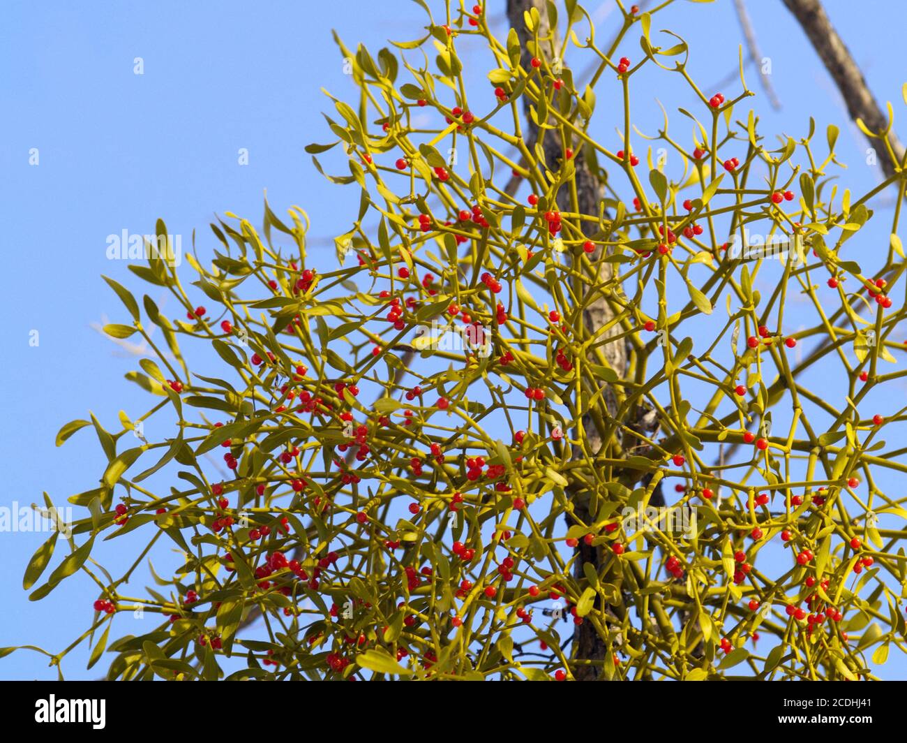 Ast Mistel mit Beeren im Winter Stockfoto