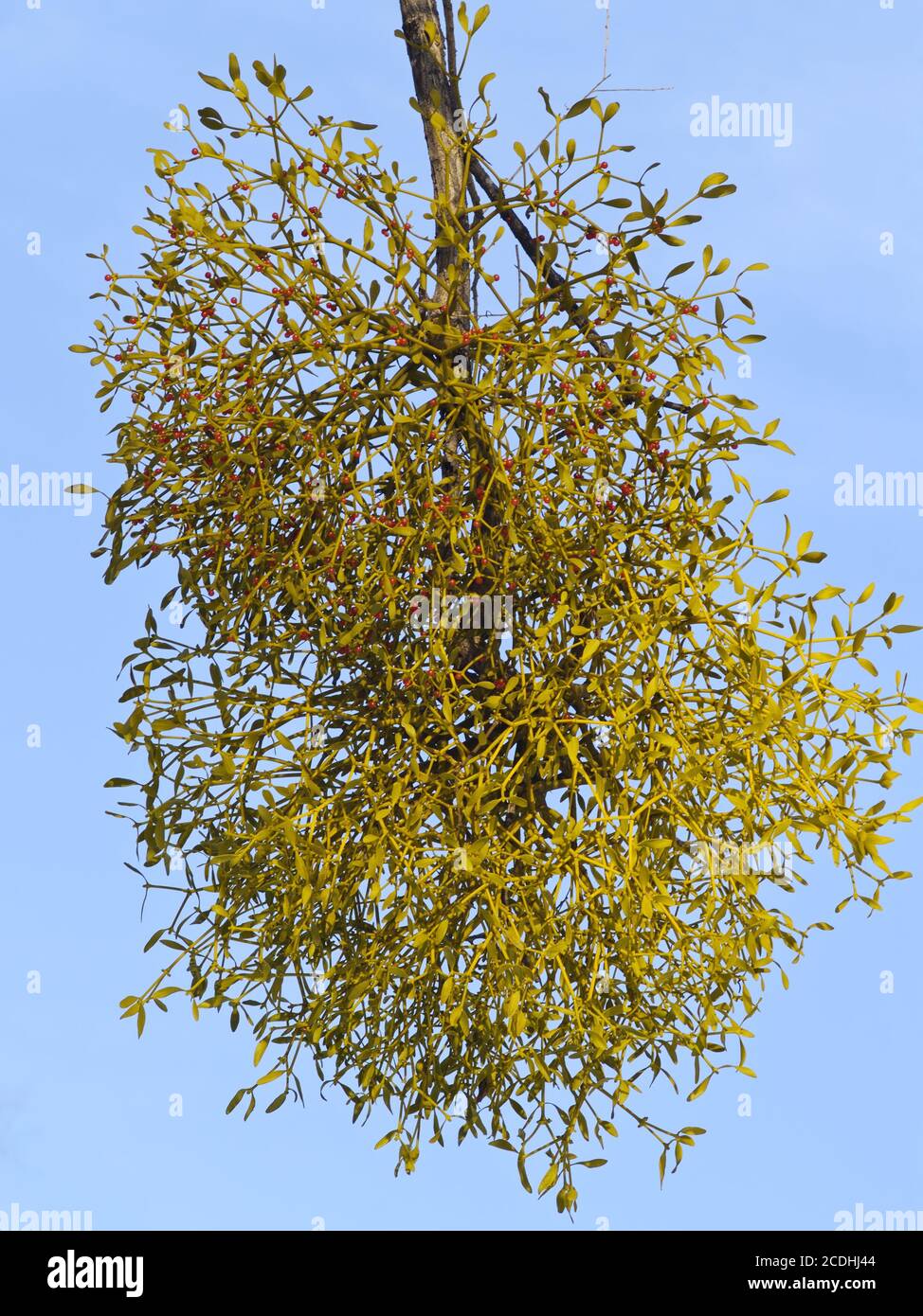 Ast Mistel mit Beeren im Winter Stockfoto