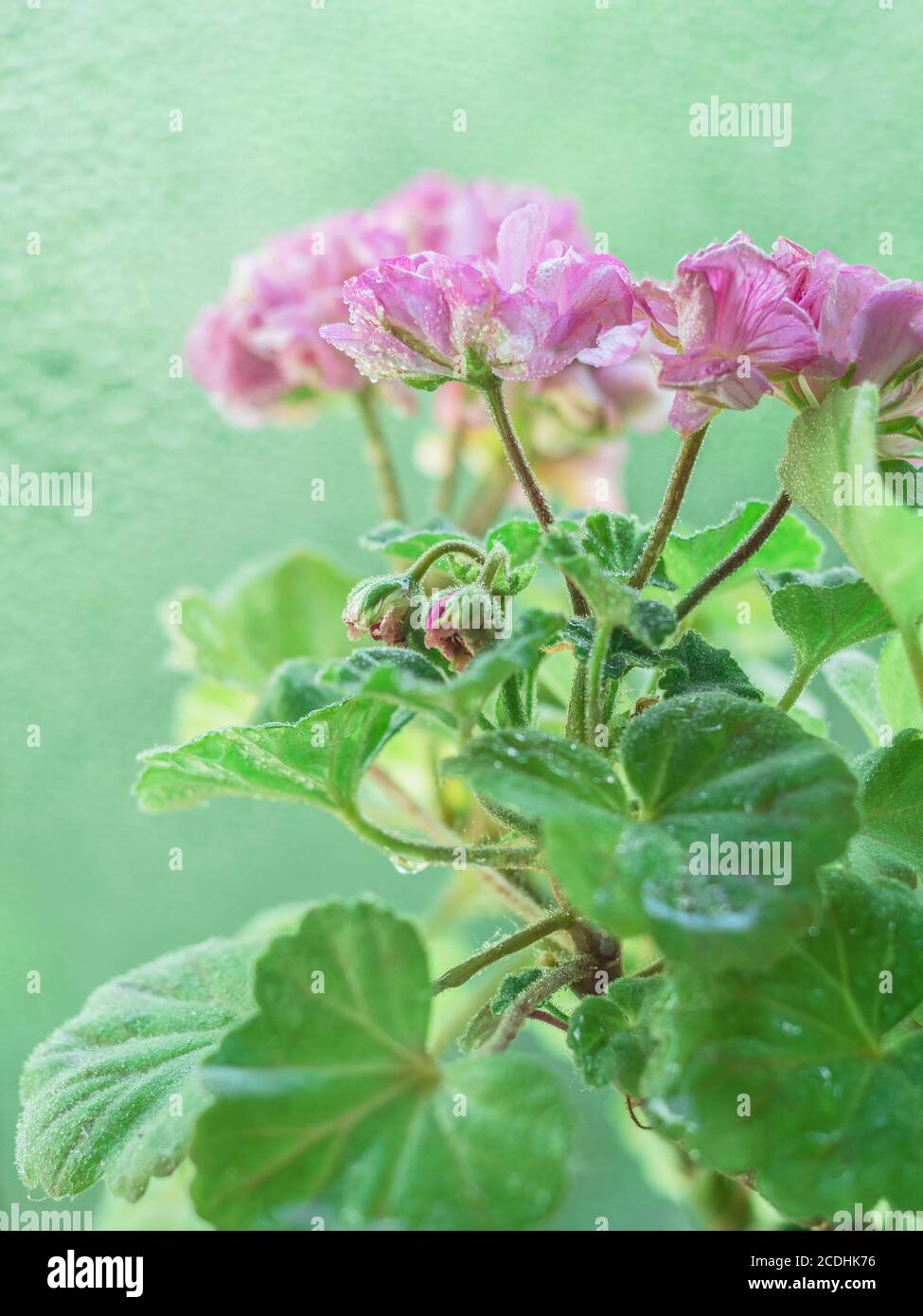 Mini Garten Geranie Blumen im Topf. Pelargonium. Bokeh-Hintergrund. Selektiver Fokus Stockfoto