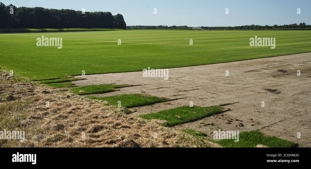 Anbaufläche für Rollrasen, die für Rasenflächen in Neubauten und auf Golfplätzen genutzt werden. Stockfoto