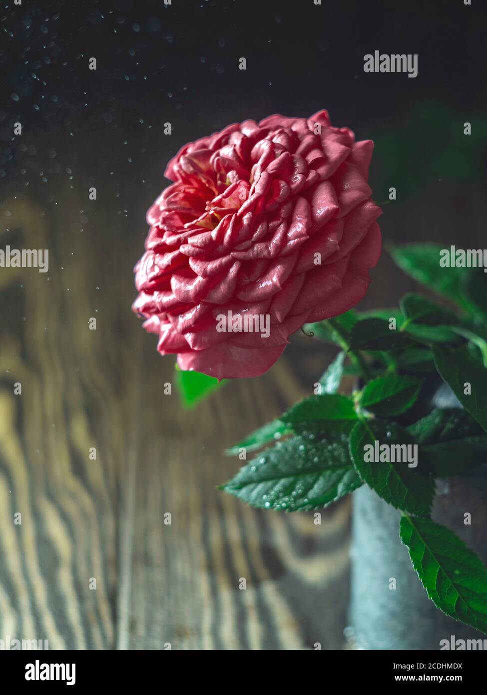 Rosa Rose im Vintage Becher, Vase auf Holzhintergrund. Selektiver Fokus, Kopierbereich Stockfoto