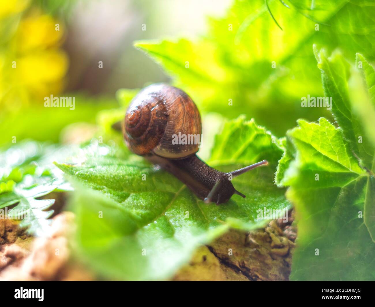 Schnecke gleitet auf den nassen Blättern im Garten. Schnecke aus nächster Nähe. Konzept des Naturlebens. Selektiver Fokus Stockfoto
