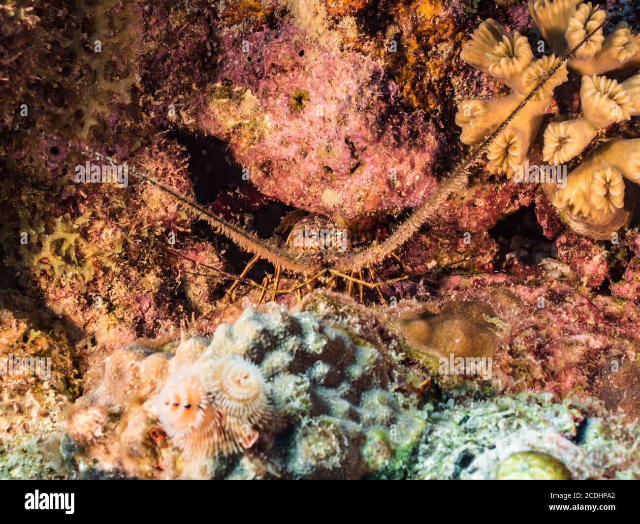 Nahaufnahme von Spiny Lobster im Korallenriff der Karibik / Curacao Stockfoto